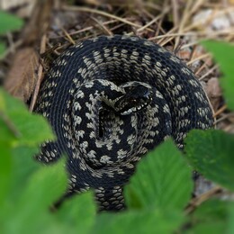 An adder curled up amongst the leaves
