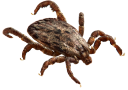 Photo of a tick