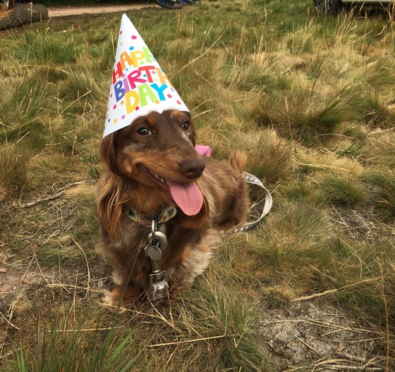 Patti the miniature dachshund 