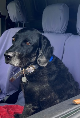 Maisie the Labrador sat in the front seat of the van