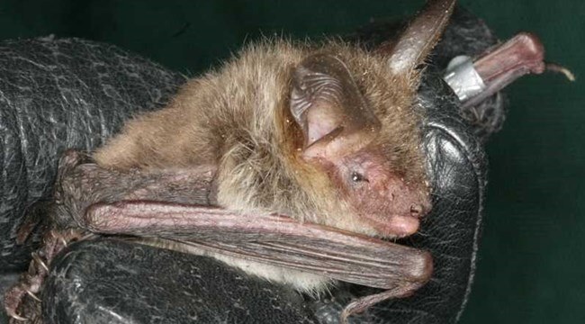 Photo of a grey long eared bat