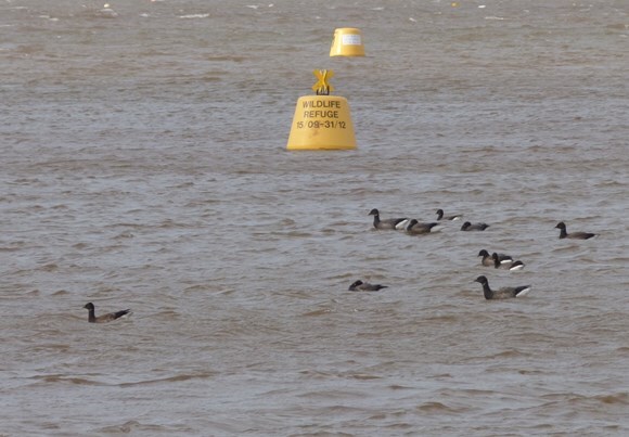 birds on the Exe Estuary 