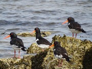 Oystercatcher