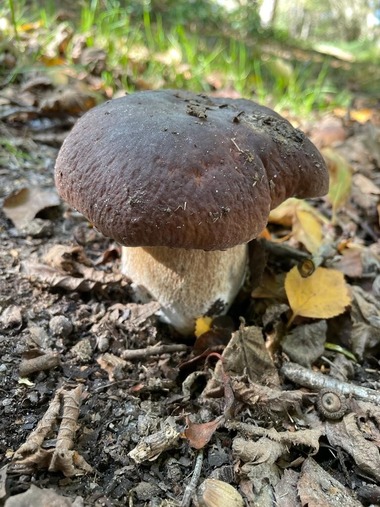 Porcini mushroom