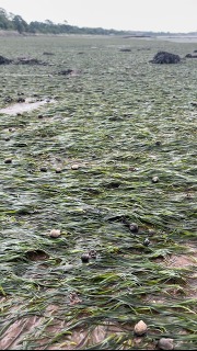 Eelgrass