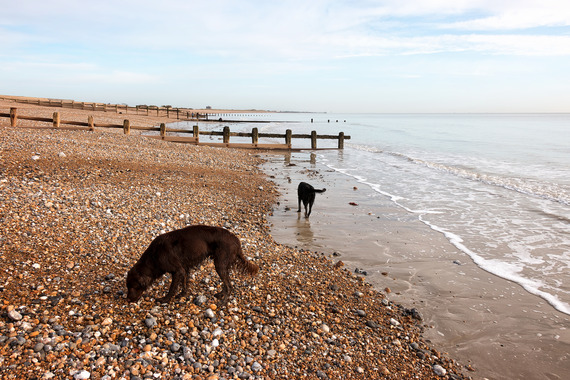 Photo of dogs on an East Devon beach