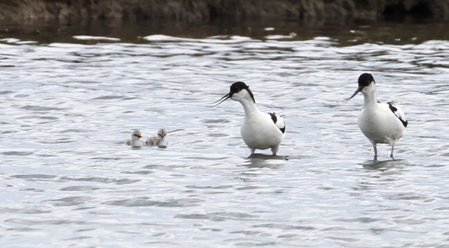 Photo of avocet chicks swimming at Seaton Wetlands credit Sue Smith