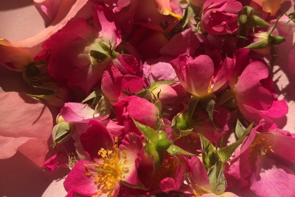 Photo of flowers with pink petals