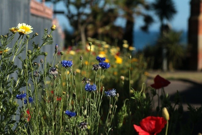 Photo of flowers at Seafield Gardens in Seaton. Credit: Pete Blyth