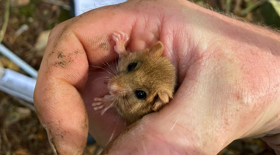 A doremouse in a human hand 