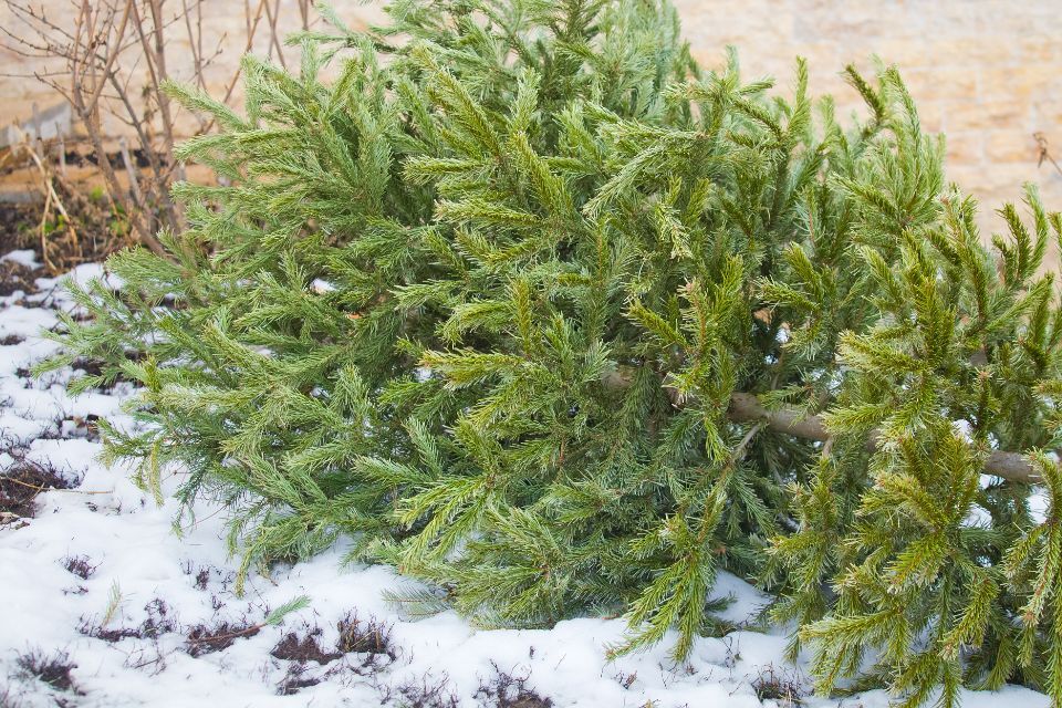 Christmas tree lying down on snowy ground
