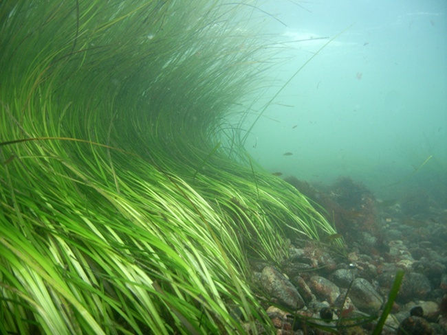 Eel grass (Zostera marina) underwater