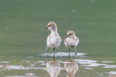 Avocet chicks Seaton Wetlands