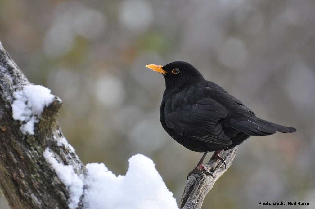 Blackbird in Winter