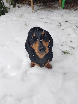 Miniature Dachshund in the snow