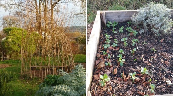 Photos of a willow shelter and field beans growing in raised beds at Sidford Food Forest
