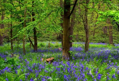 Bluebells in a woodland photo