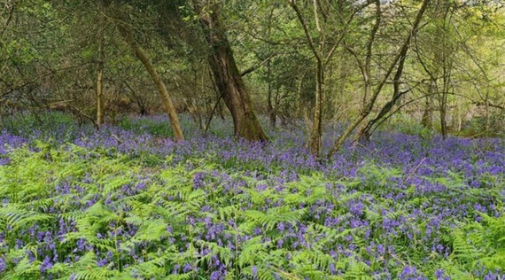 Photo of bluebells at Holyford Woods