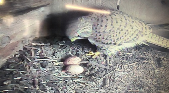 Seaton Wetlands camera kestrel with two eggs
