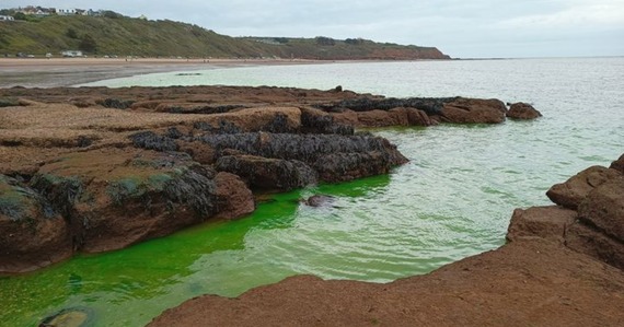 Photo of the sea dyed green by South West Water at Exmouth
