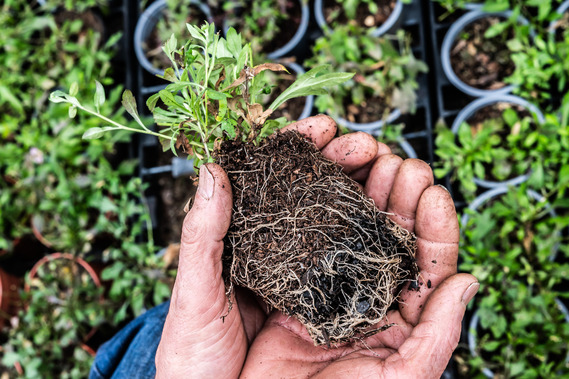 Hands hold a plant with soil root