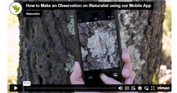 Video preview: How to make an observation on iNaturalist using our Mobile App