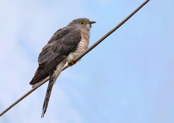 Cuckoo on a wire