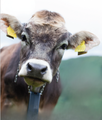 Cow wearing GPS radio collar
