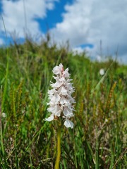 spotted heath orchid