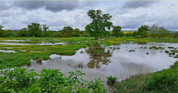 Photo of trees, plants and water at the Killerton Estate. Credit National Trust