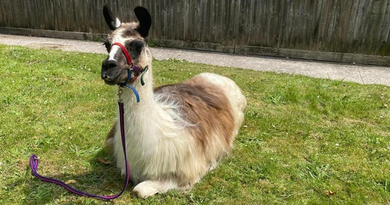 Photo of a Peak Hill llama at Morgan Court