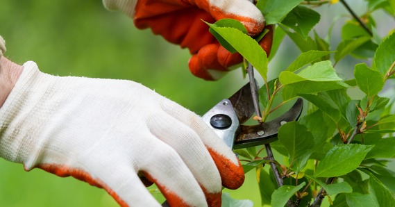 Gardener pruning a tree