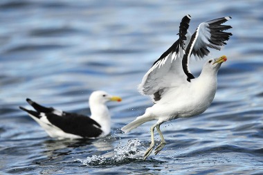 Two Great Black-backed Gulls 