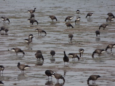 A flock of Dark-bellied Brent Geese feeding at Exmouth Duck Pond