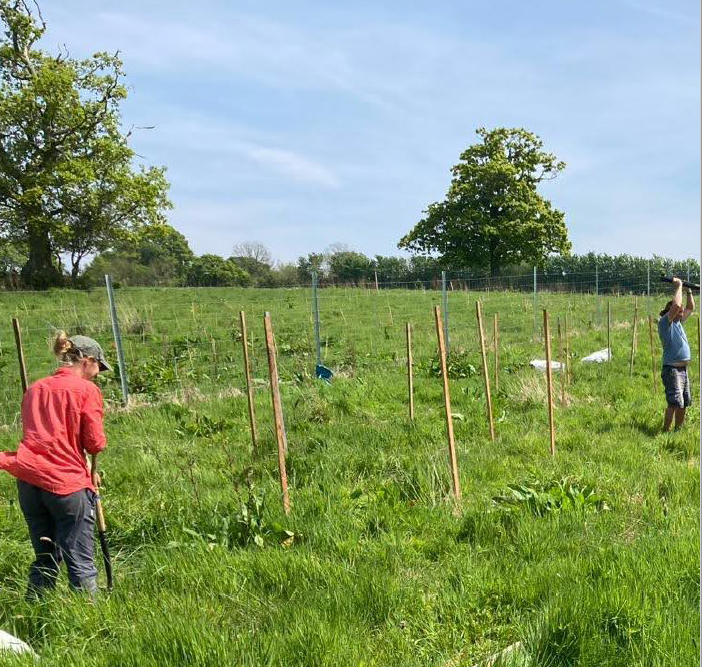 Yonder Oak Wood volunteers tree planting