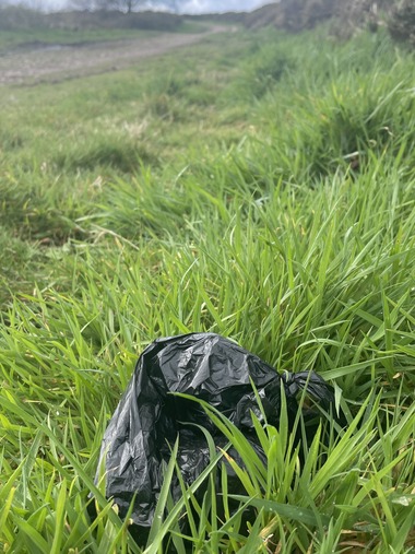 Dog poo bag left in the grass