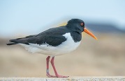 Oystercatcher standing on a wall