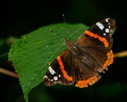 Red admiral butterfly basking on a leaf