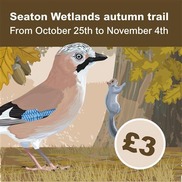 Seaton Wetlands autumn trail from October 25th to November 4th. £3. Illustration of a jay and a squirrel by a tree with orange leaves and acorns