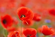 field of poppies