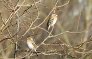 Brambling - photo credit Richard Morris