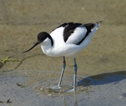 Avocet 