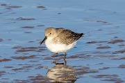 Dunlin