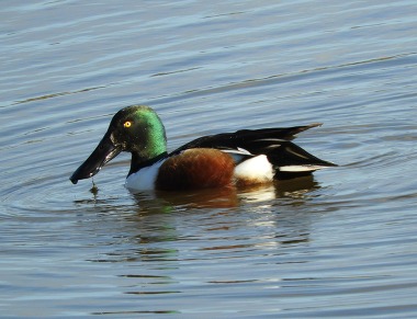 Shoveler Duck