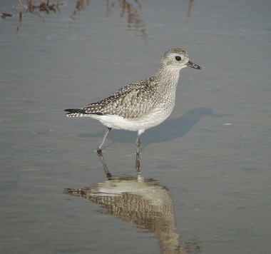 Grey Plover - Lee Collins