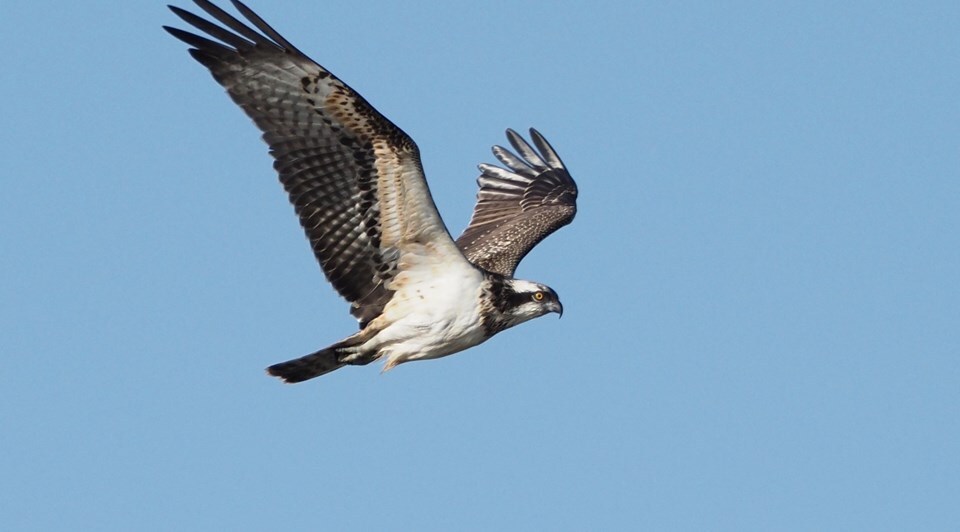 An osprey flying, with blue sky behind it