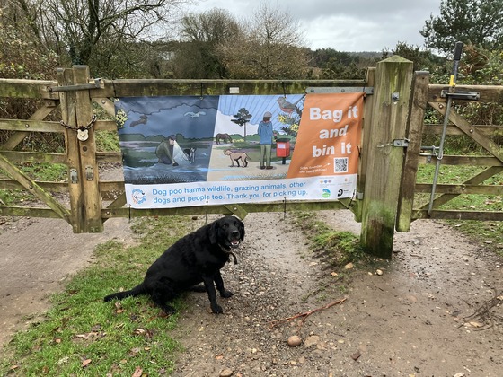 Maisie the black labrador, in front of a campaign banner on a gate.
