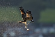 An osprey flying, holding a fish in its claws