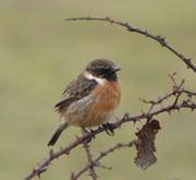 Stonechat
