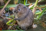 Water vole